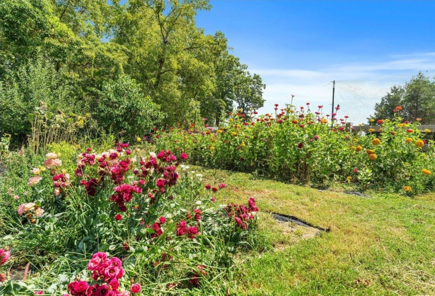 A garden with various flowering plants and trees.