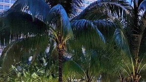 A nighttime view of a palm tree-lined promenade with a water ride in the background. - Chic 2-bedroom condo with AC, WiFi in enchanting Parañaque (Parañaque)