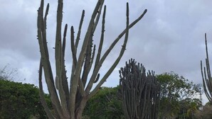 Woestijnlandschap met grote cactussen en een windmolen op de achtergrond.