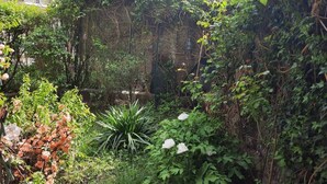 Een weelderige tuin met dichte begroeiing en verschillende planten.