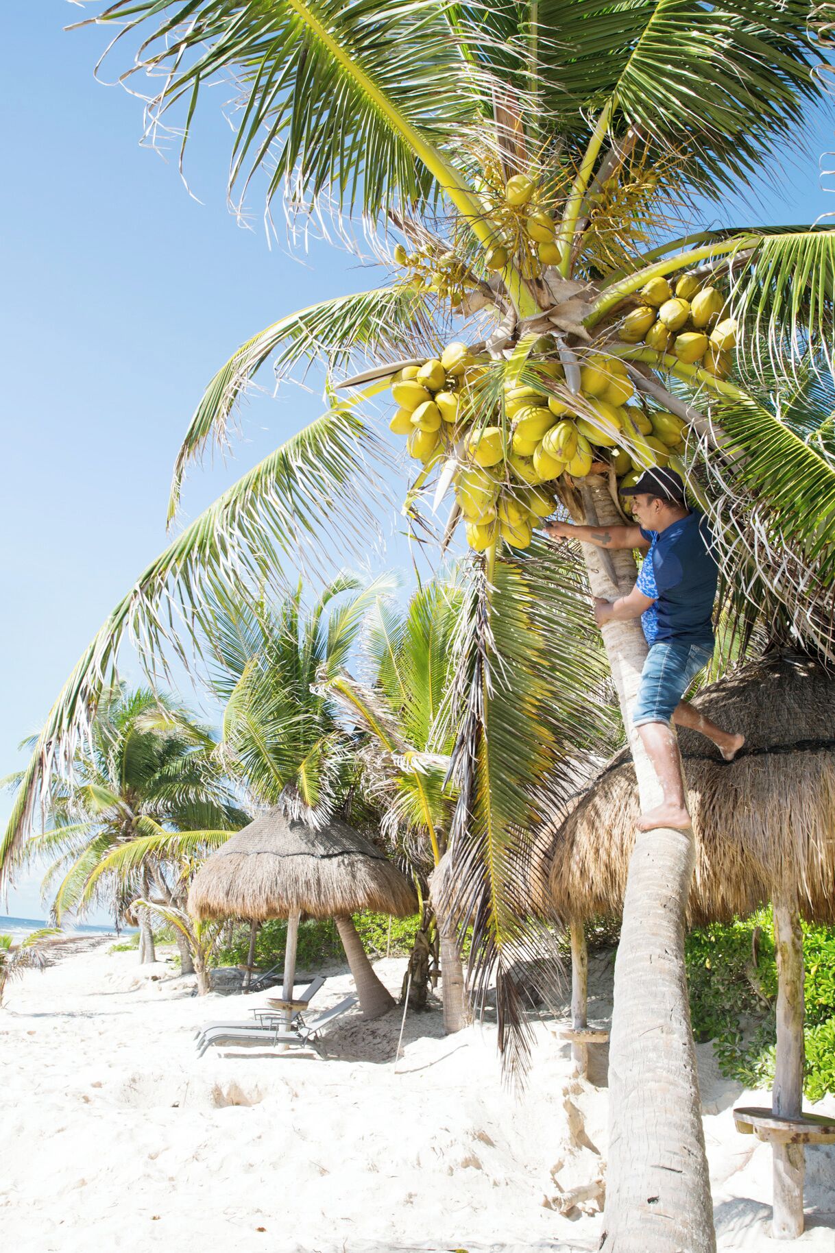 Een strandscène met palmbomen, een rieten hut en iemand die in een palmpalm klimt.