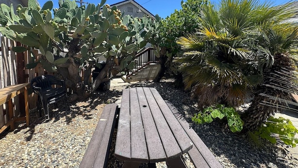 Un banco de madera en un jardín con cactus y palmeras.