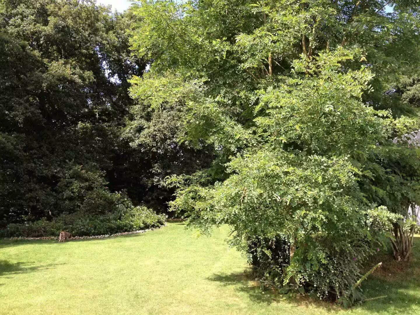 A well-maintained garden with a variety of trees and shrubs, a grassy lawn, and a stone wall in the background.