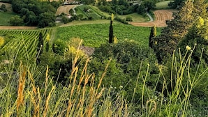 Un paisaje rural con campos, un camino sinuoso y una montaña al fondo.