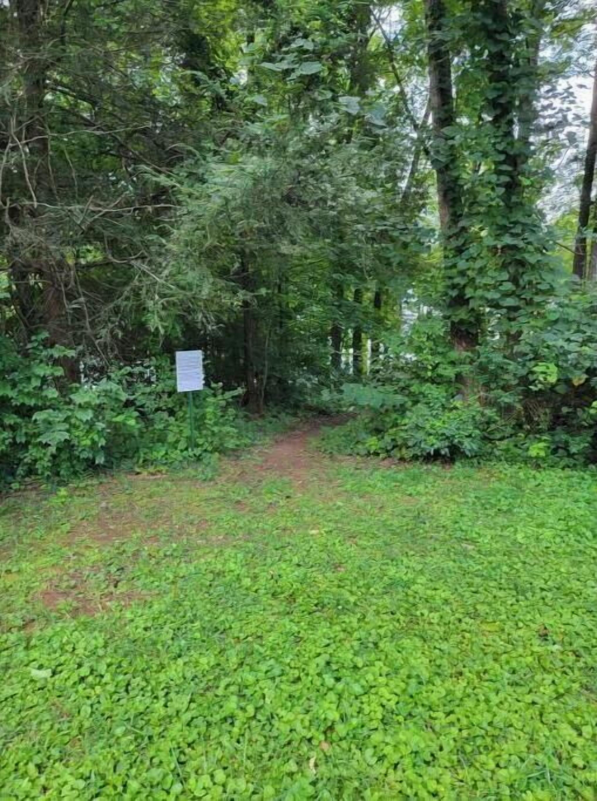 Ein bewaldetes Gebiet mit einem Feldweg, der sich durch dichtes Gewächs schlängelt.