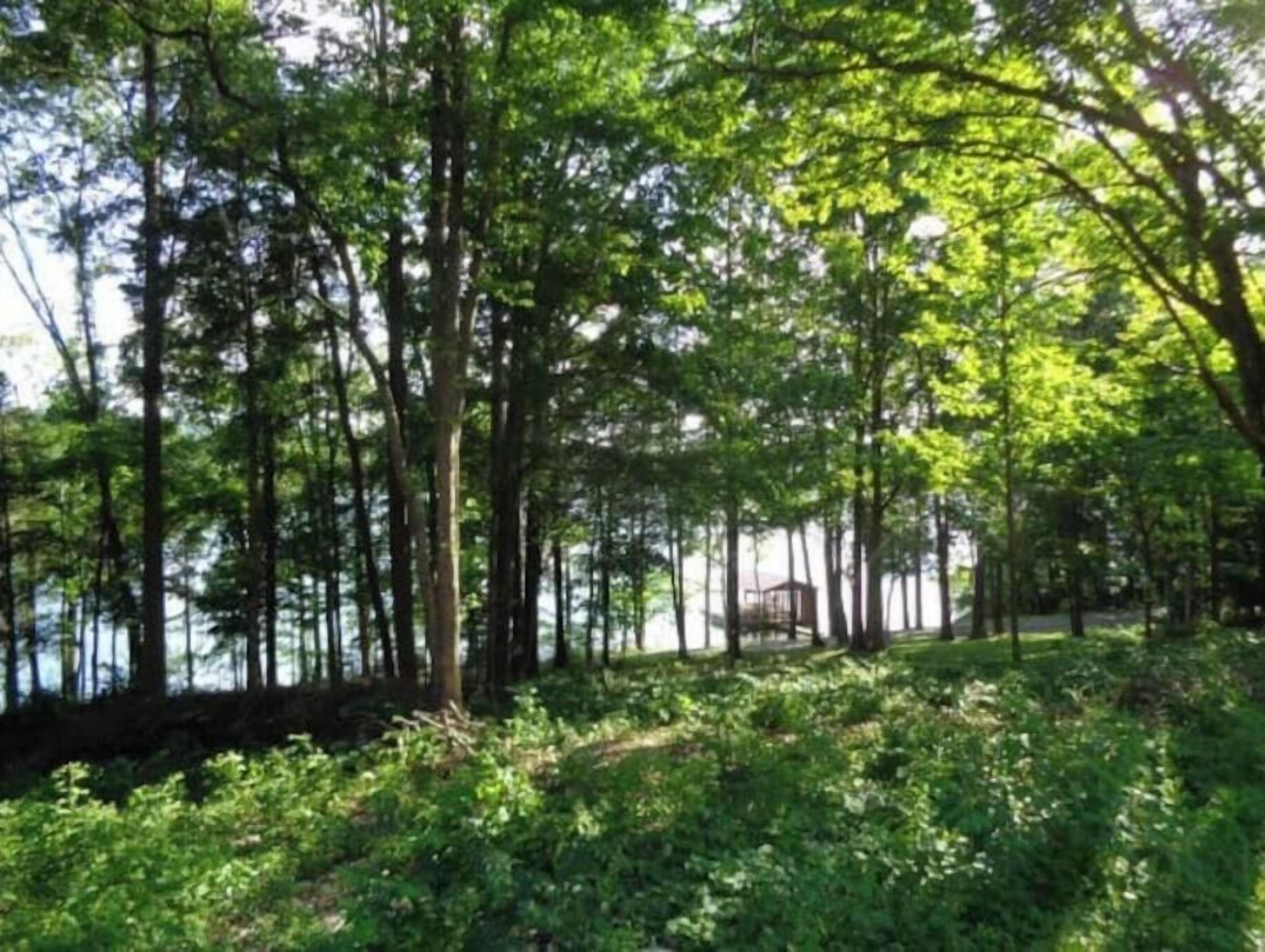 Area boscosa con alberi alti e vista su un lago.