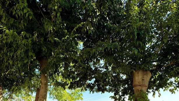 Taula amb caires sota un arbre, envoltada de grava i una tanca.