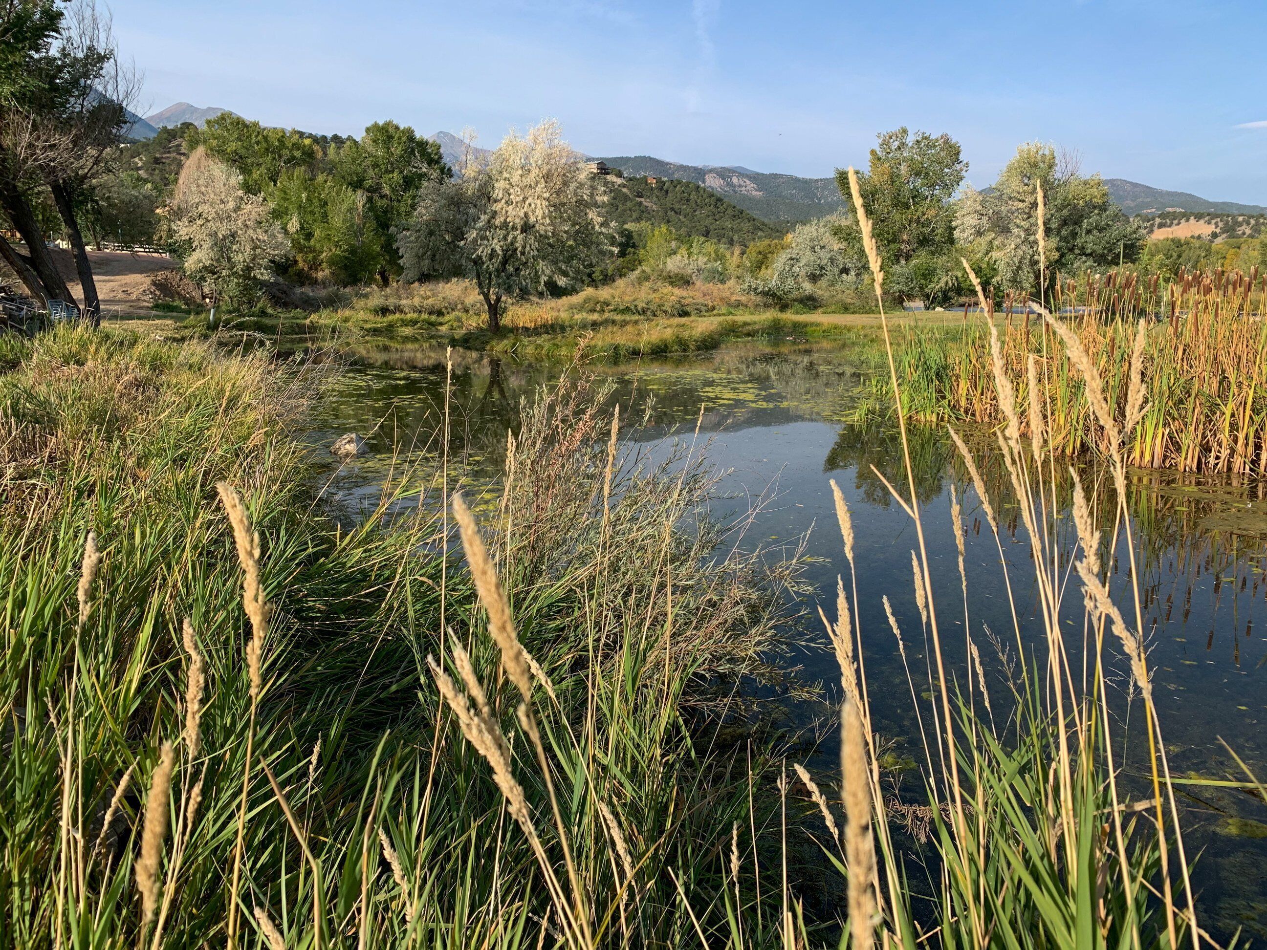 A natural landscape with a pond surrounded by tall grasses and trees.