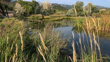 A natural landscape with a pond surrounded by tall grasses and trees.