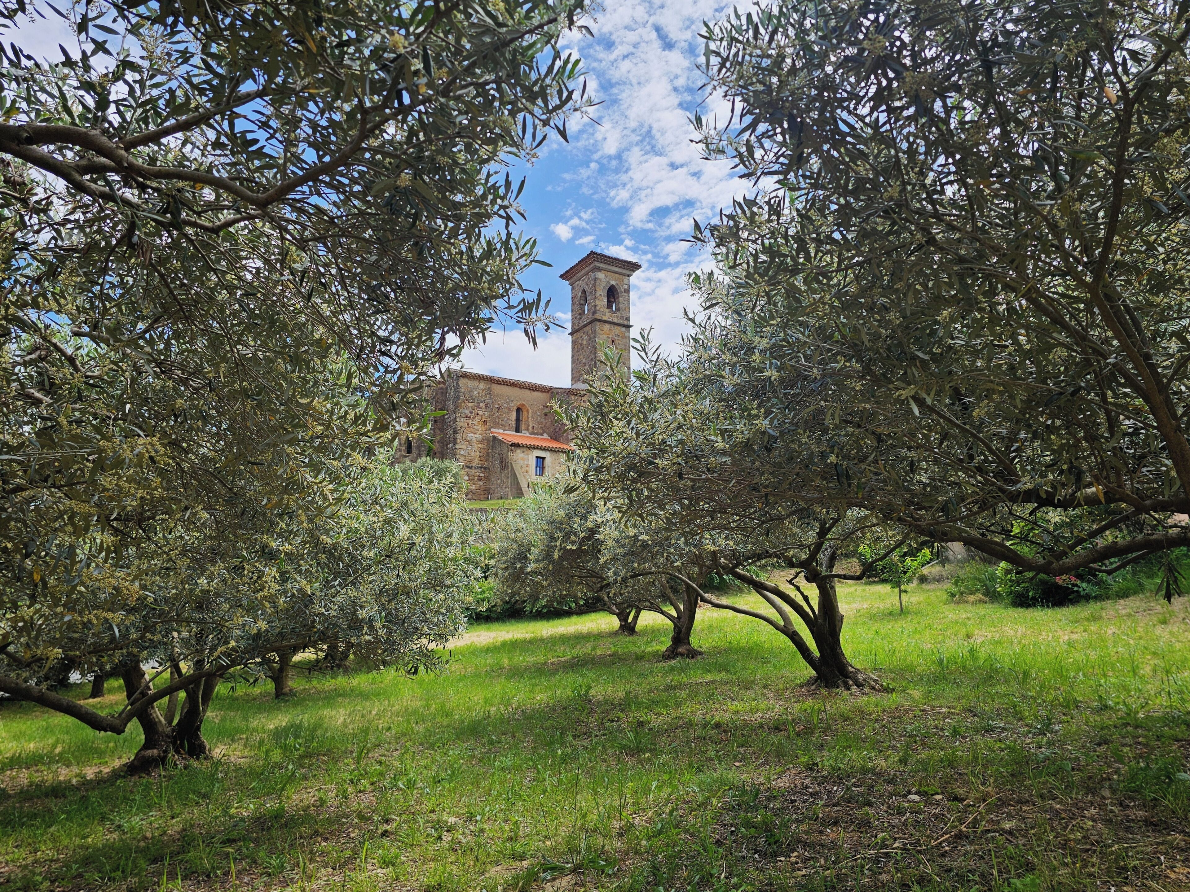 An olive grove with a stone building featuring a tower.