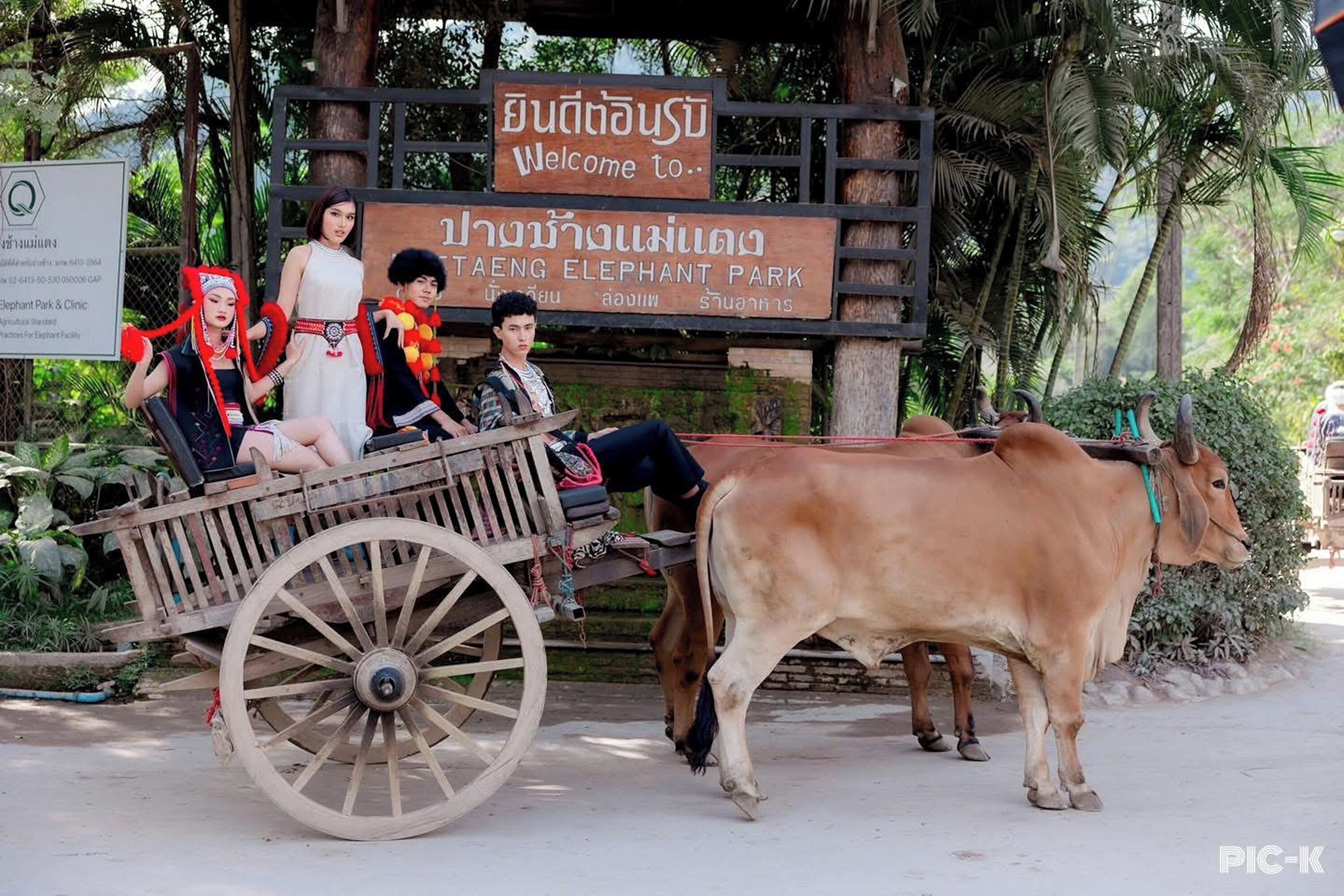 A wooden cart with a cow, a sign reading "Taeng Elephant Park," and people sitting on the cart.
