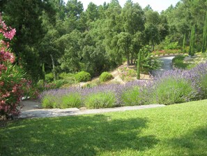 Stroll through the beautifully maintained garden, featuring a variety of plants and trees along a paved walkway.
