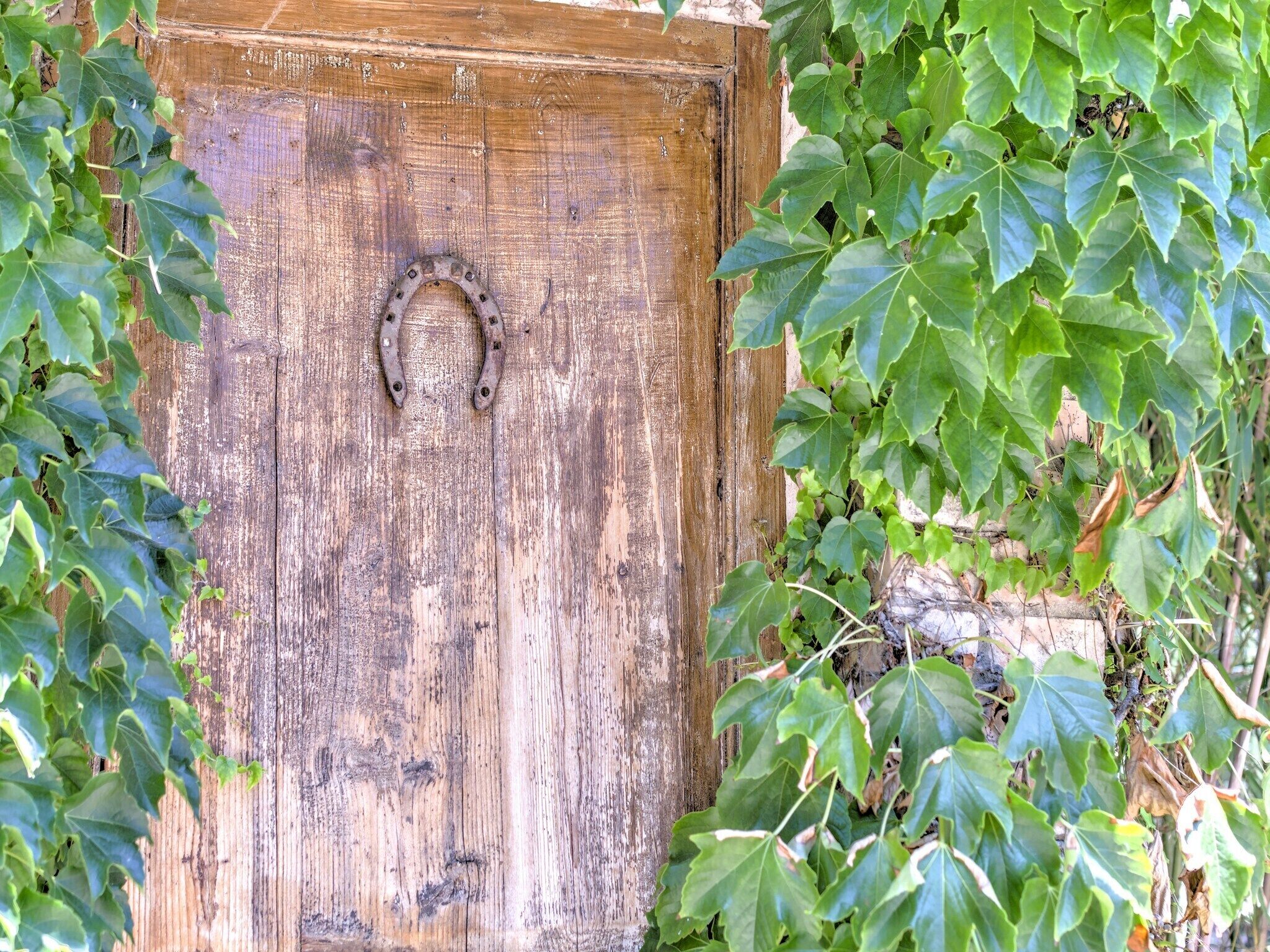 A rustic wooden door with a metal horseshoe-shaped handle, surrounded by lush green ivy.