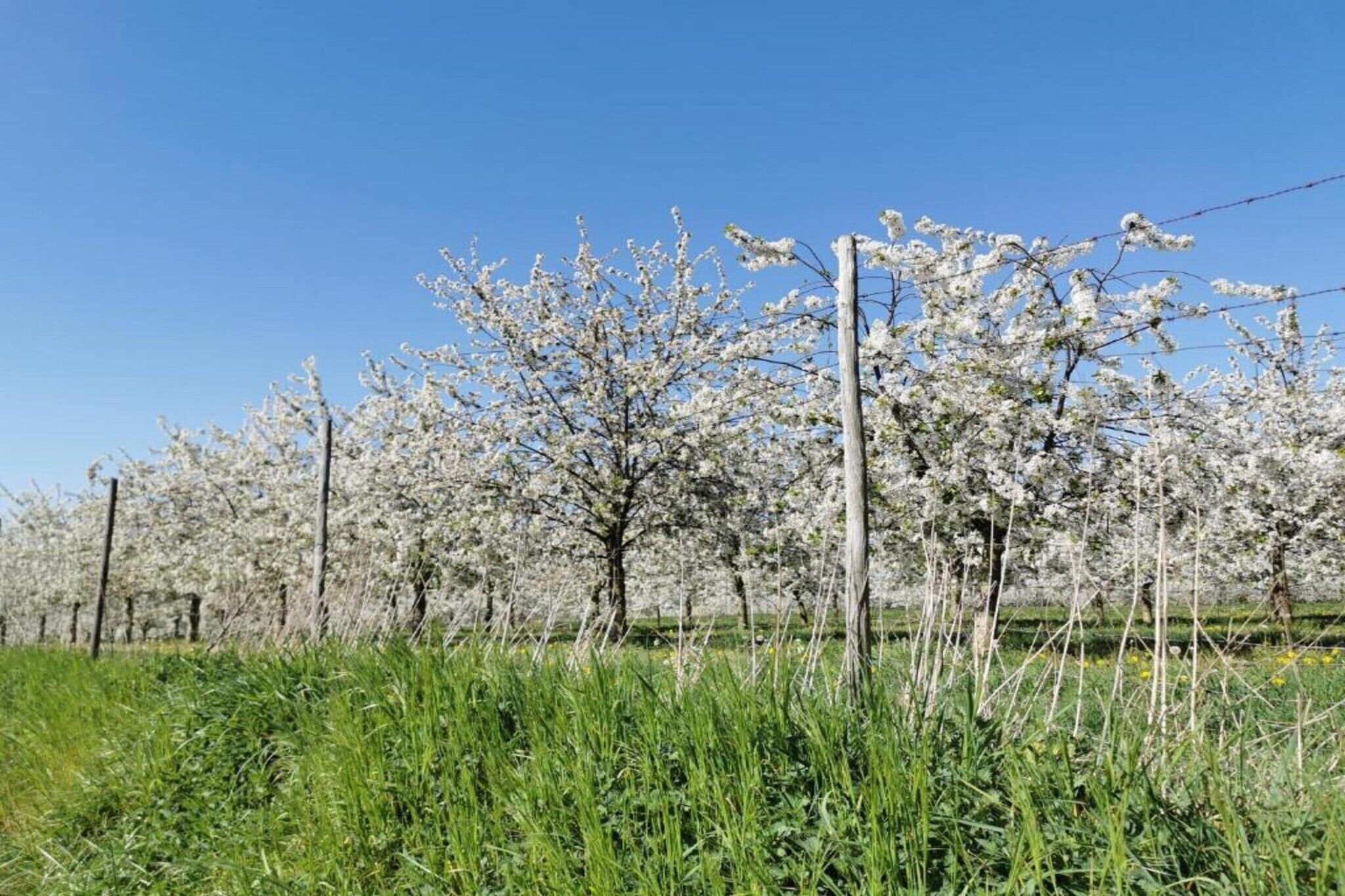 Una hilera de árboles con flores blancas, cielo azul despejado y una cerca al frente.