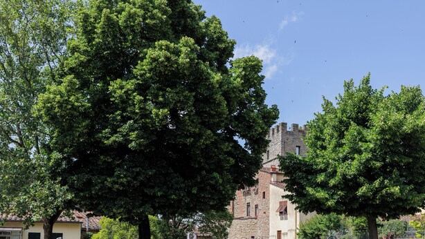 A historic building with a stone facade and a large tree in the foreground. - Sanniccolo'20 - Historic Residence (Arezzo)