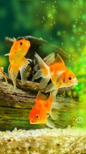 Divers