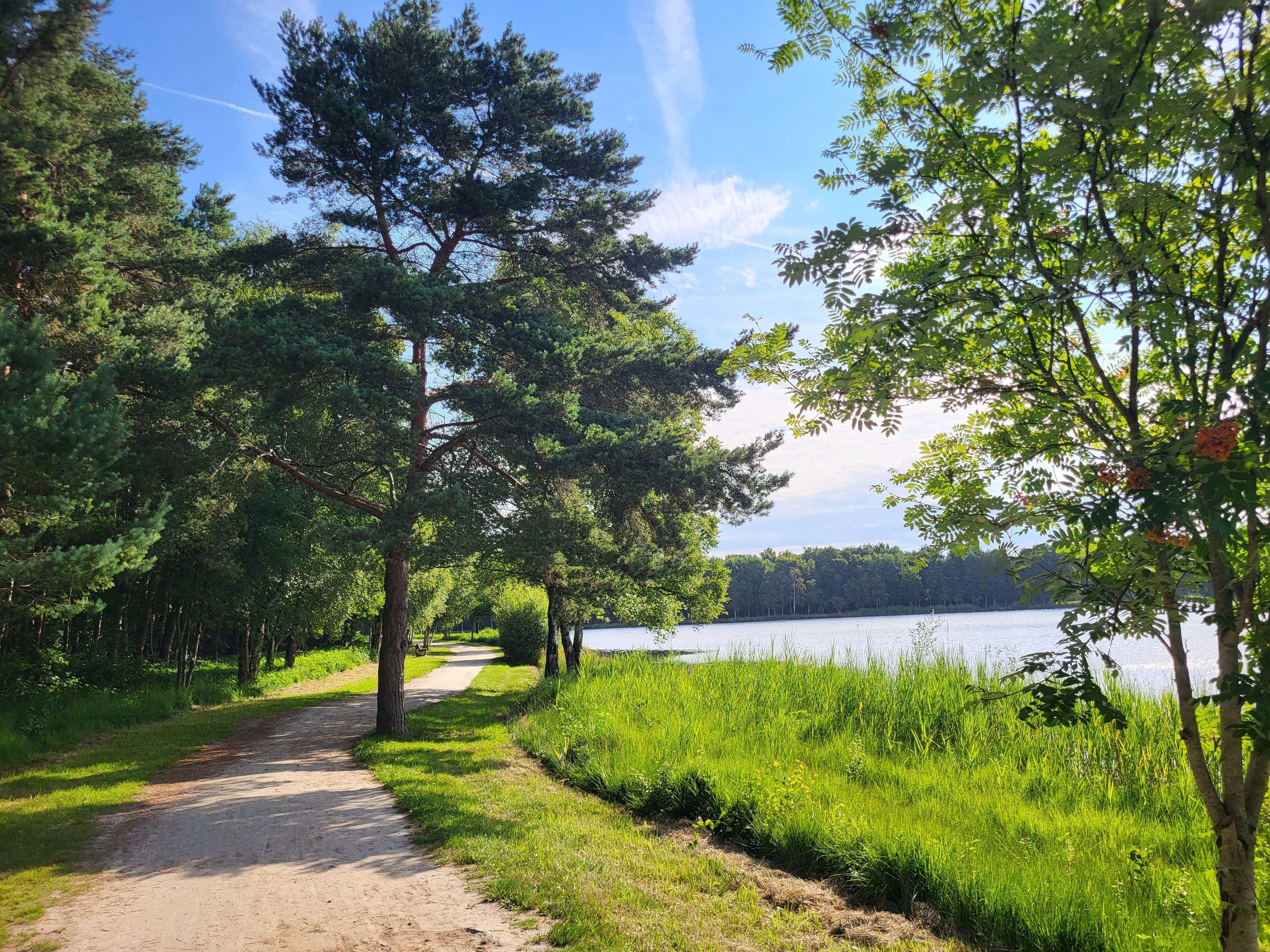 A dirt path leading to a lake surrounded by trees and grass.