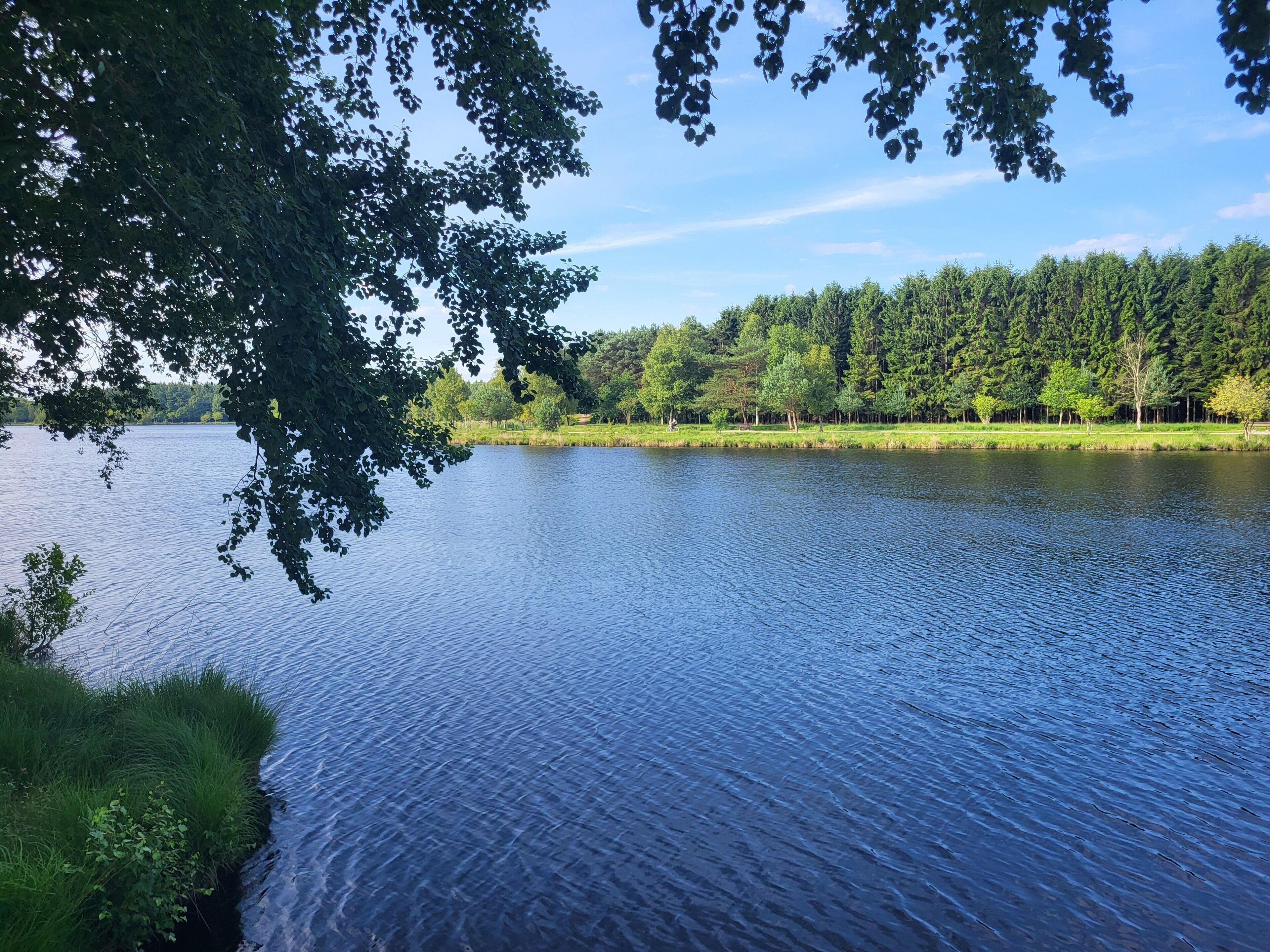 Un lago tranquilo rodeado de un bosque frondoso y un cielo despejado.