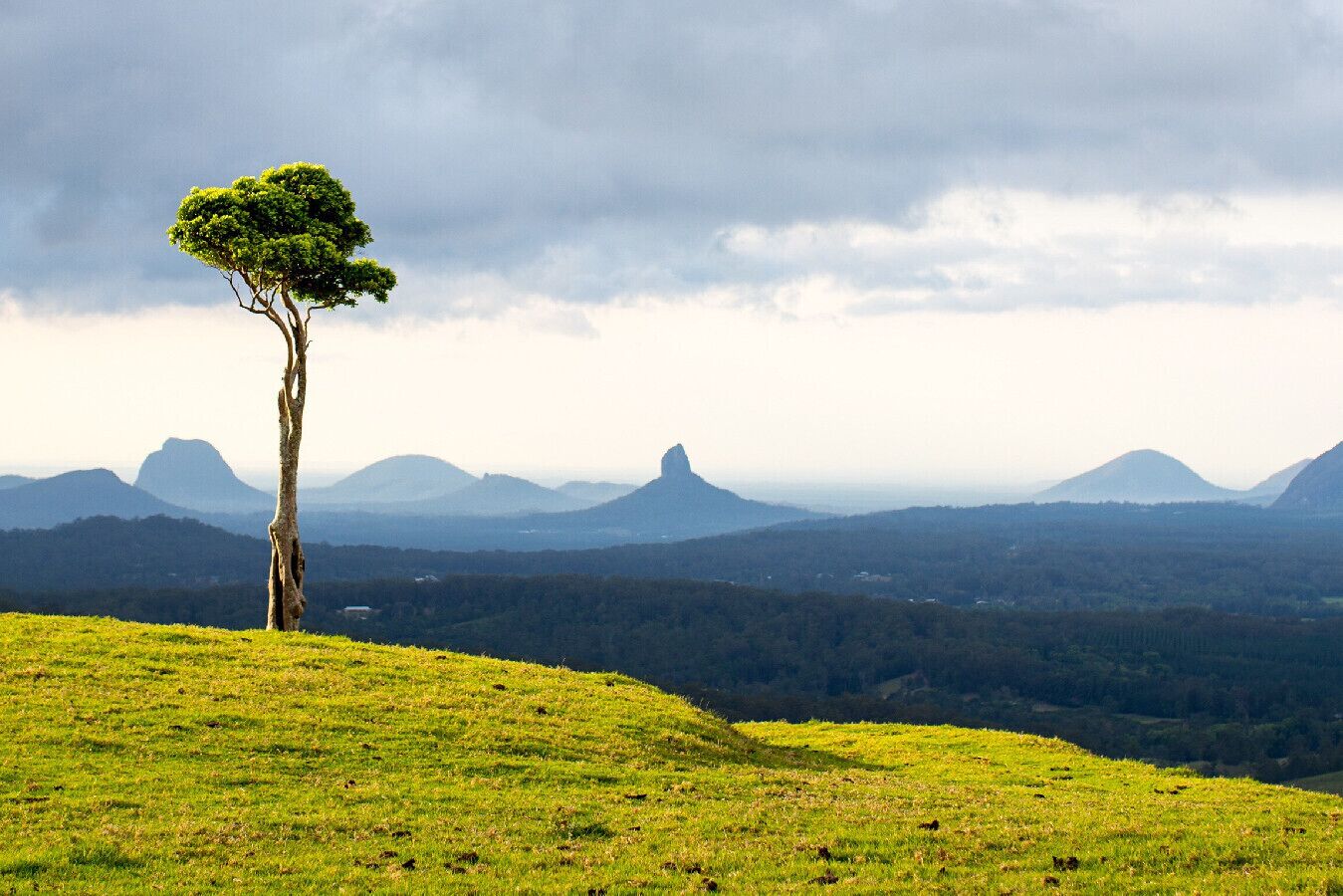 One Tree Hill - Maleny
