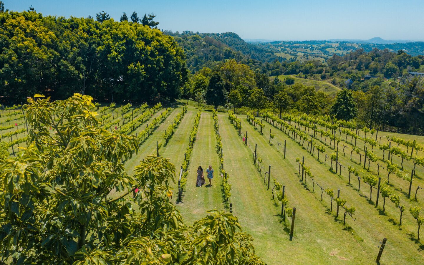 A vineyard with rows of grapevines and a few people walking among them.