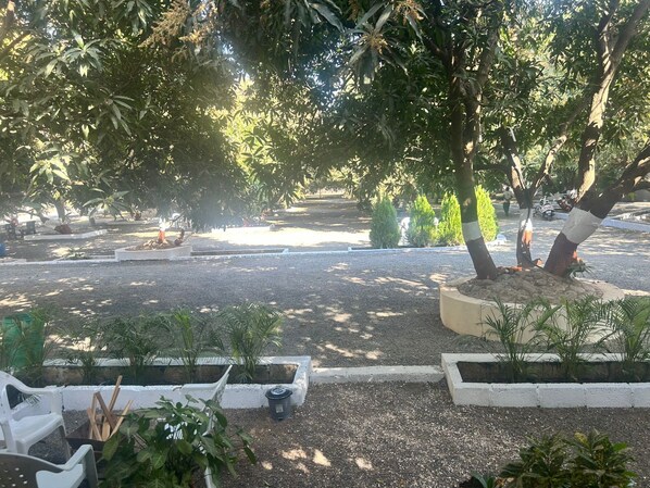 A landscaped garden with various plants and trees, benches, and a gravel path.