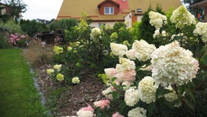 A garden with hydrangea flowers in front of a house with a yellow roof. - Agroturystyka Pod Jesionem  (Wladyslawowo)