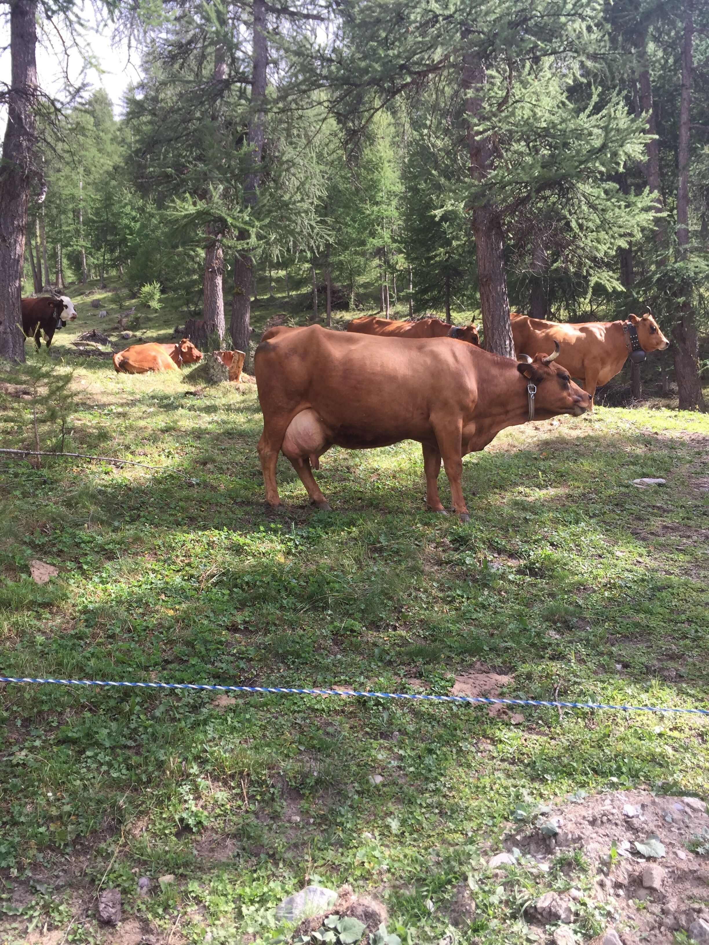 A fenced pasture with several cows grazing.