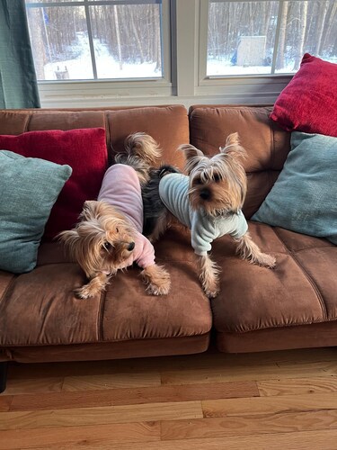 Dog lover’s retreat with acres to roam, farm animals, and plenty to explore!