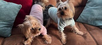 Dog lover’s retreat with acres to roam, farm animals, and plenty to explore!