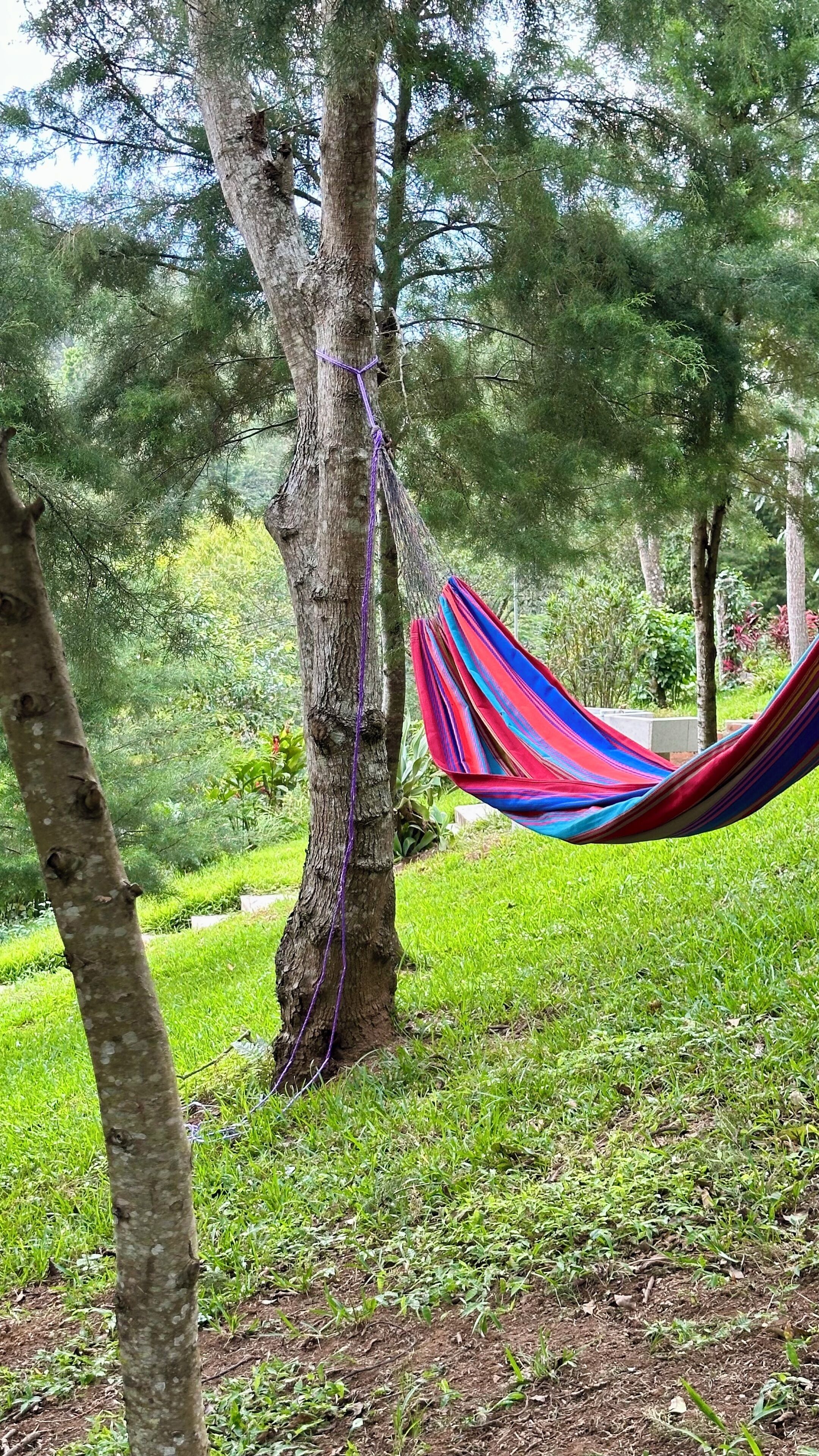 A hammock tied between trees in a grassy area.