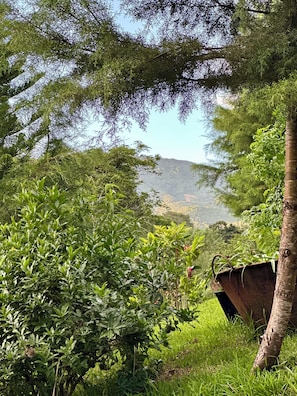 Un paisaje exuberante y verde, con vegetación densa y una vista despejada de una cadena montañosa distante.