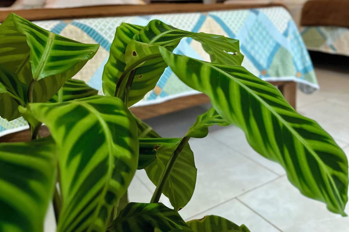 Standard-Vierbettzimmer, eigenes Bad, Erdgeschoss | Daunenbettdecken, Bügeleisen/Bügelbrett, kostenloses WLAN, Bettwäsche