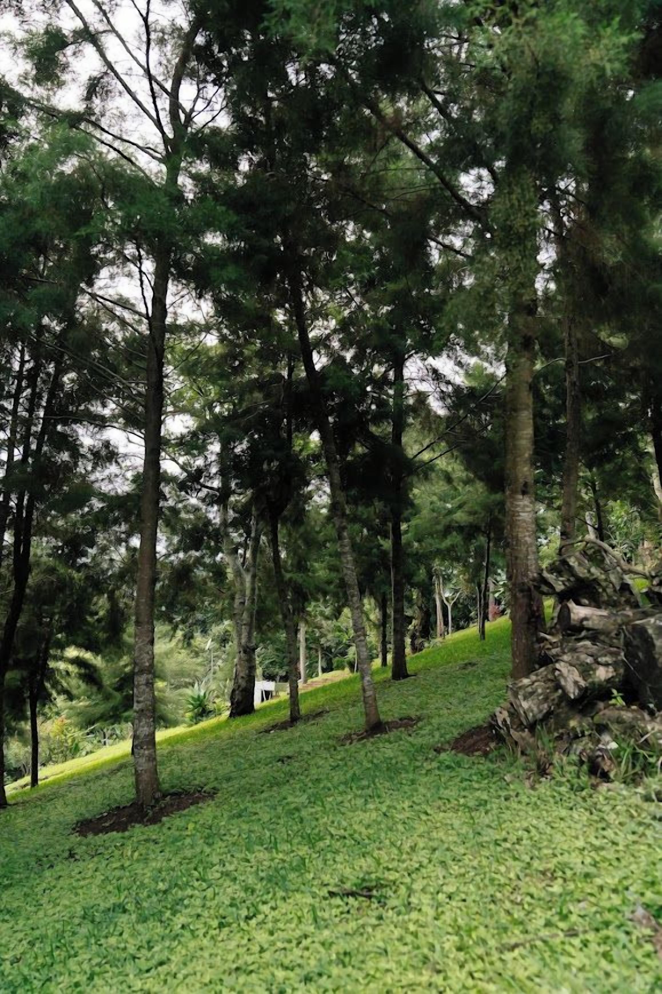 Une zone boisée avec de grands arbres et un sentier herbeux.