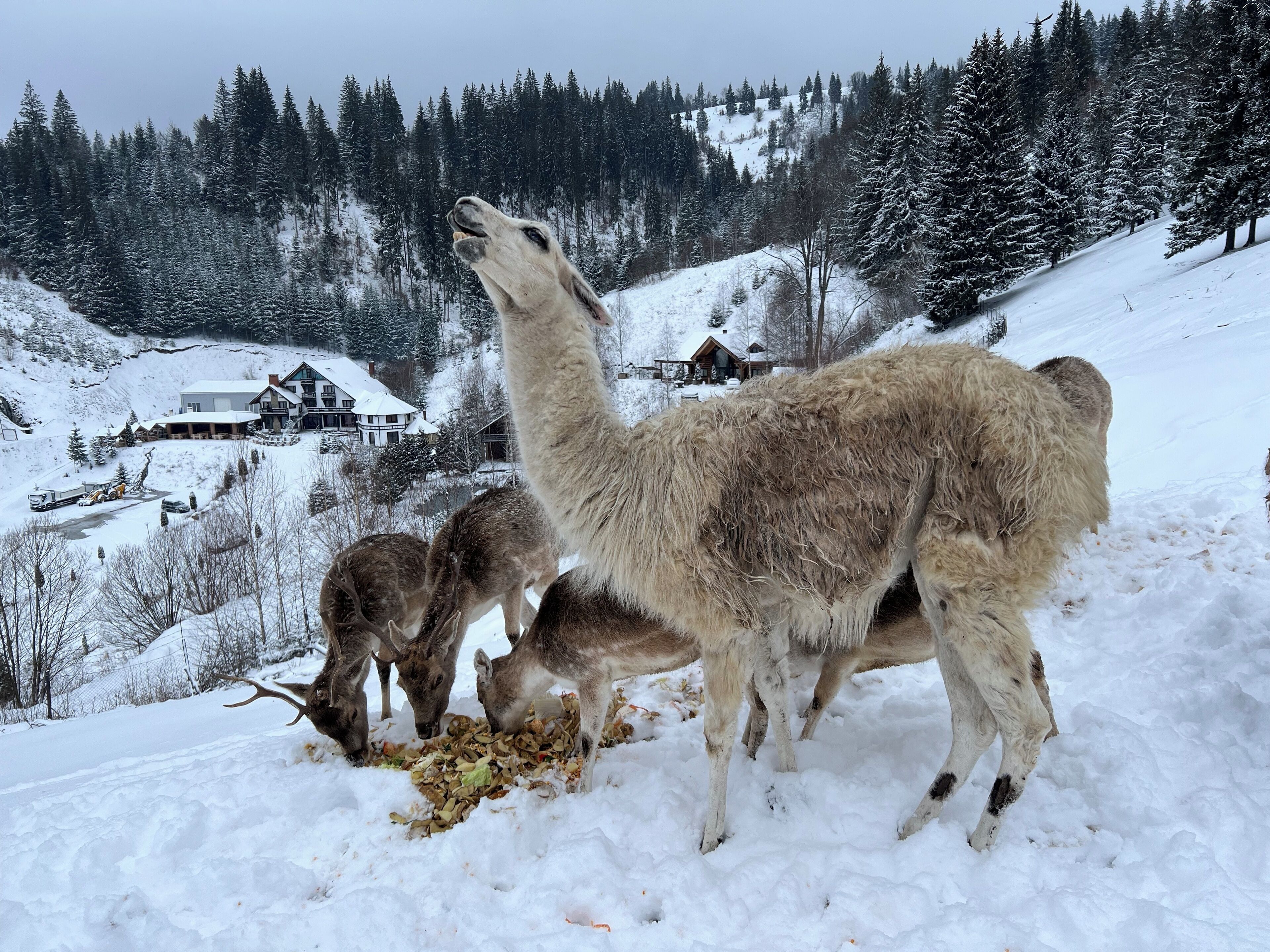 Schneeverdeckte Landschaft mit einem Haus und einer Hirsgruppe.
