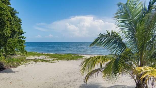 A beach with a palm tree and ocean view. - Take Two! Private Beach House! (Placencia Village)