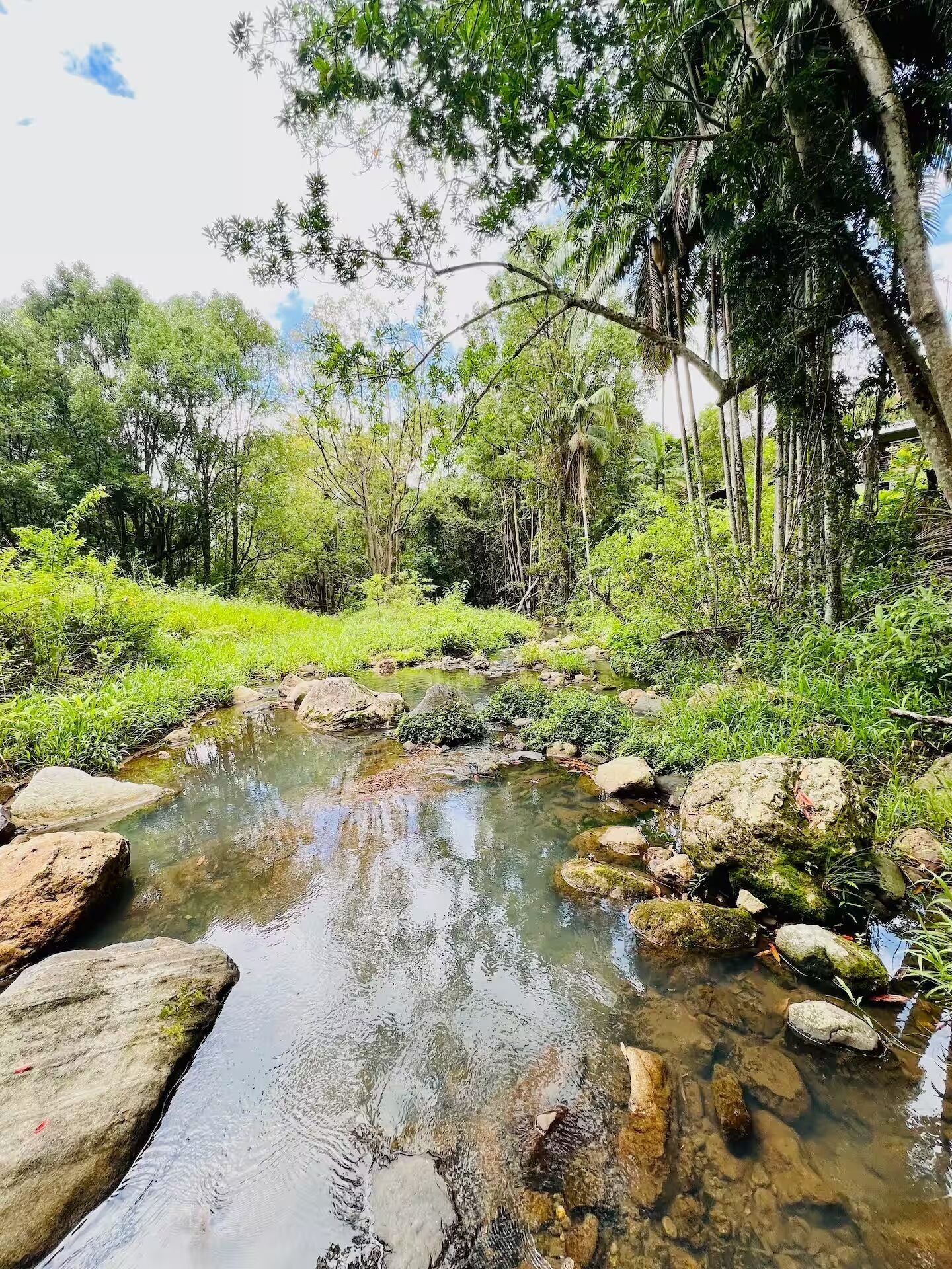 A natural landscape with a clear stream, rocks, and lush greenery.