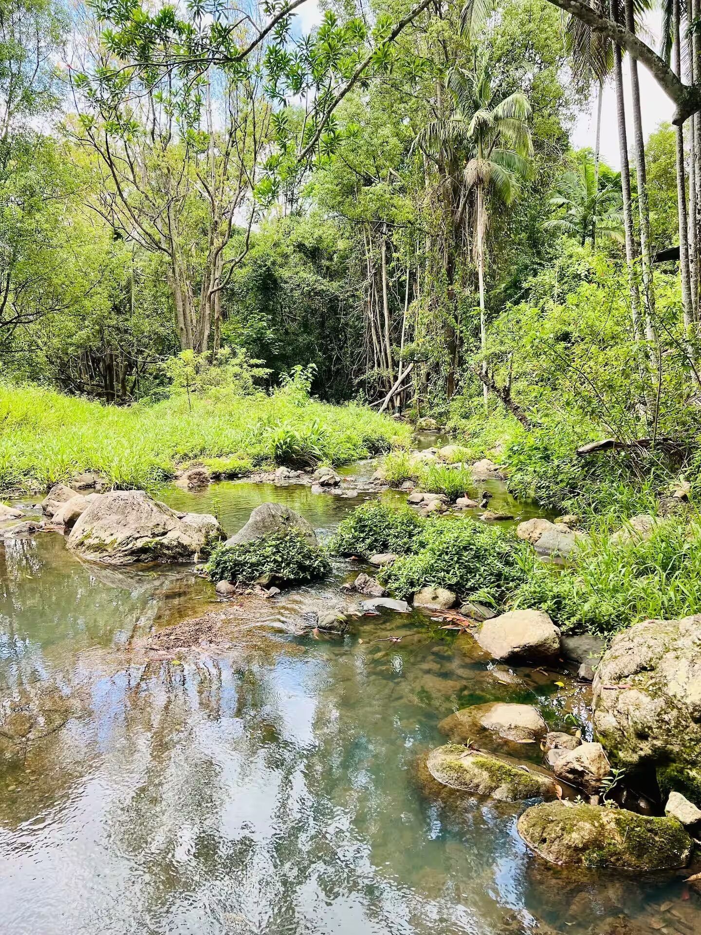 Paisaje natural con un arroyo cristalino, rodeado de abundante vegetación y árboles.