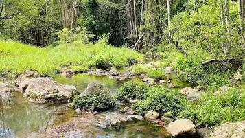 Paisaje natural con un arroyo cristalino, rodeado de abundante vegetación y árboles.