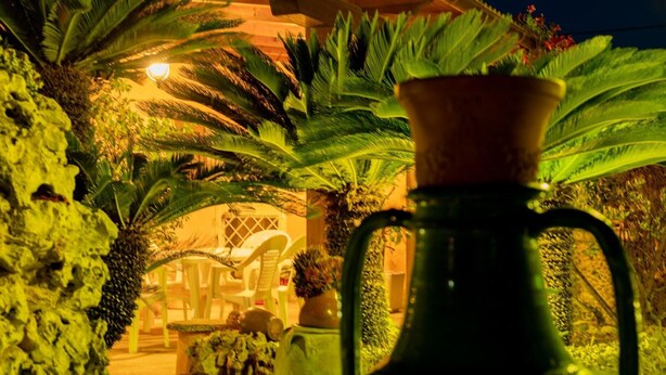 Uma planta em vaso dentro de uma estufa com uma superfície refletora.