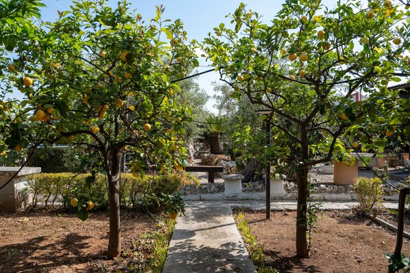 A garden pathway with lemon trees and a stone bench.