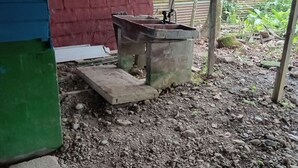 A rustic outdoor area with a concrete water well, a red brick wall, and a corrugated metal roof. - Se alquila casa humilde en Limón. (Limón)