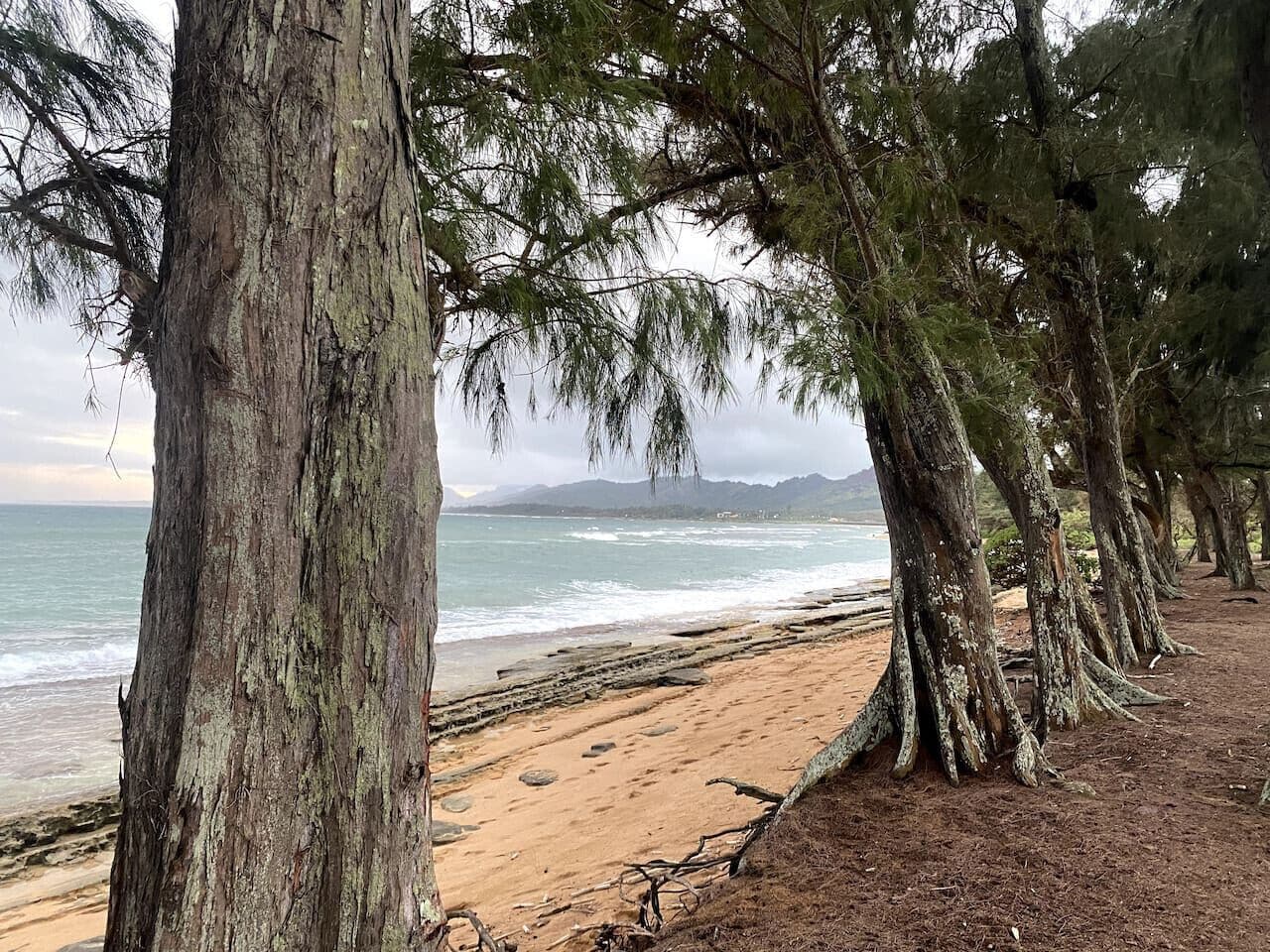 Coconut Coast Oceanview - Photo 15