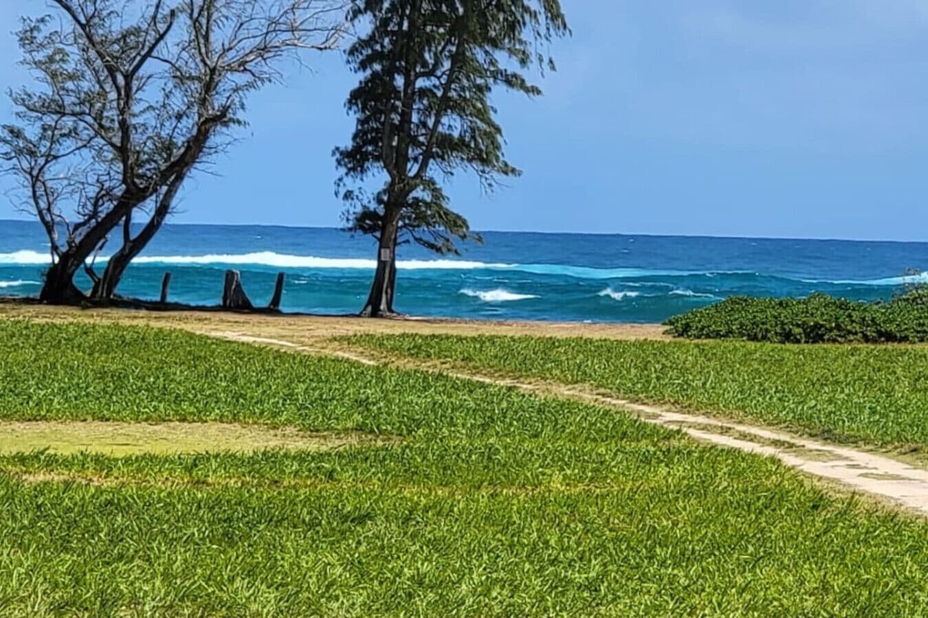 Coconut Coast Oceanview - Photo 5