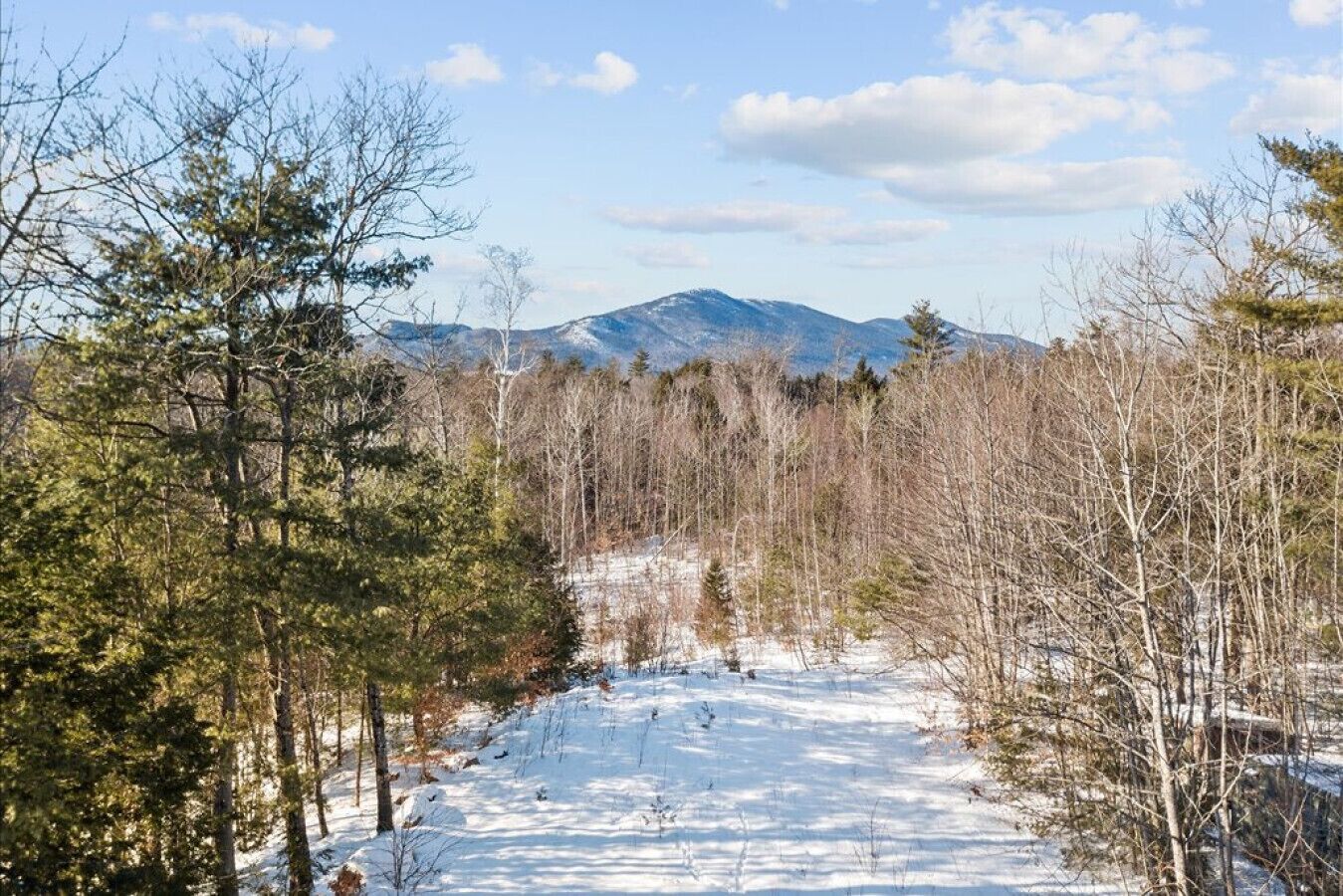 Une forêt enneigée avec une montagne en arrière-plan.