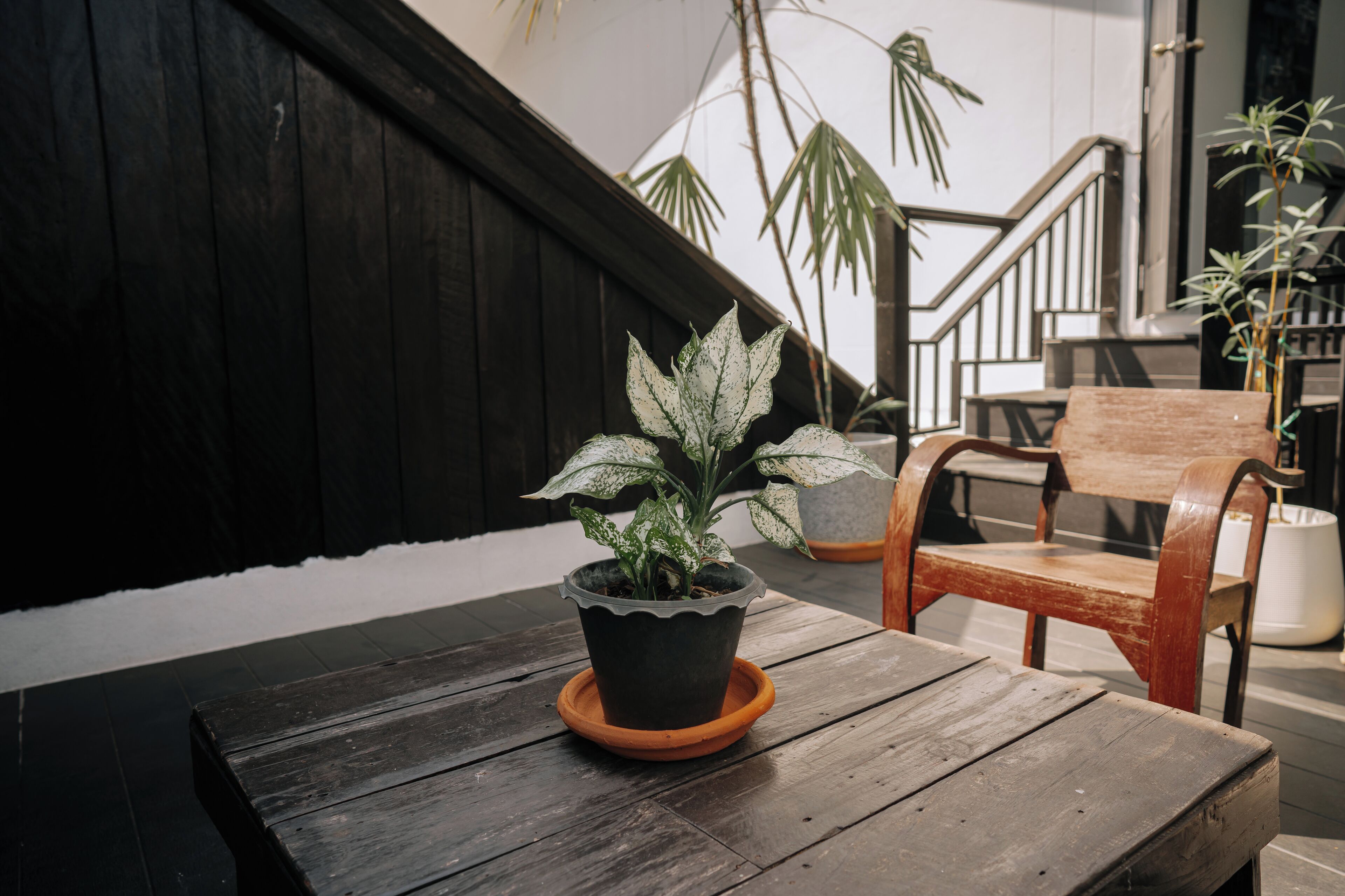 A wooden table with a potted plant on a black pot with an orange rim, a wooden chair, and a staircase in the background.