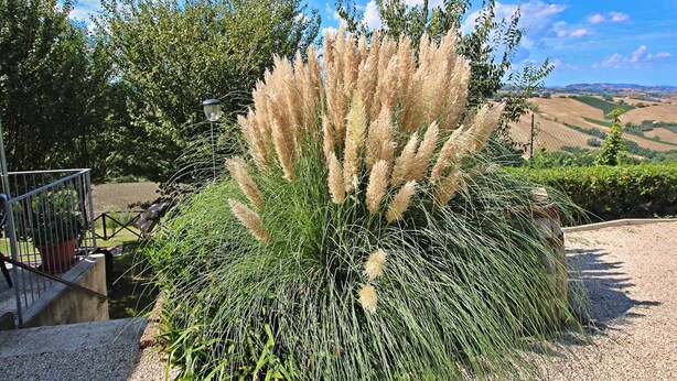 A garden with tall grasses and a metal railing. - Apartment in Piticchio with Pool and BBQ (Arcevia)