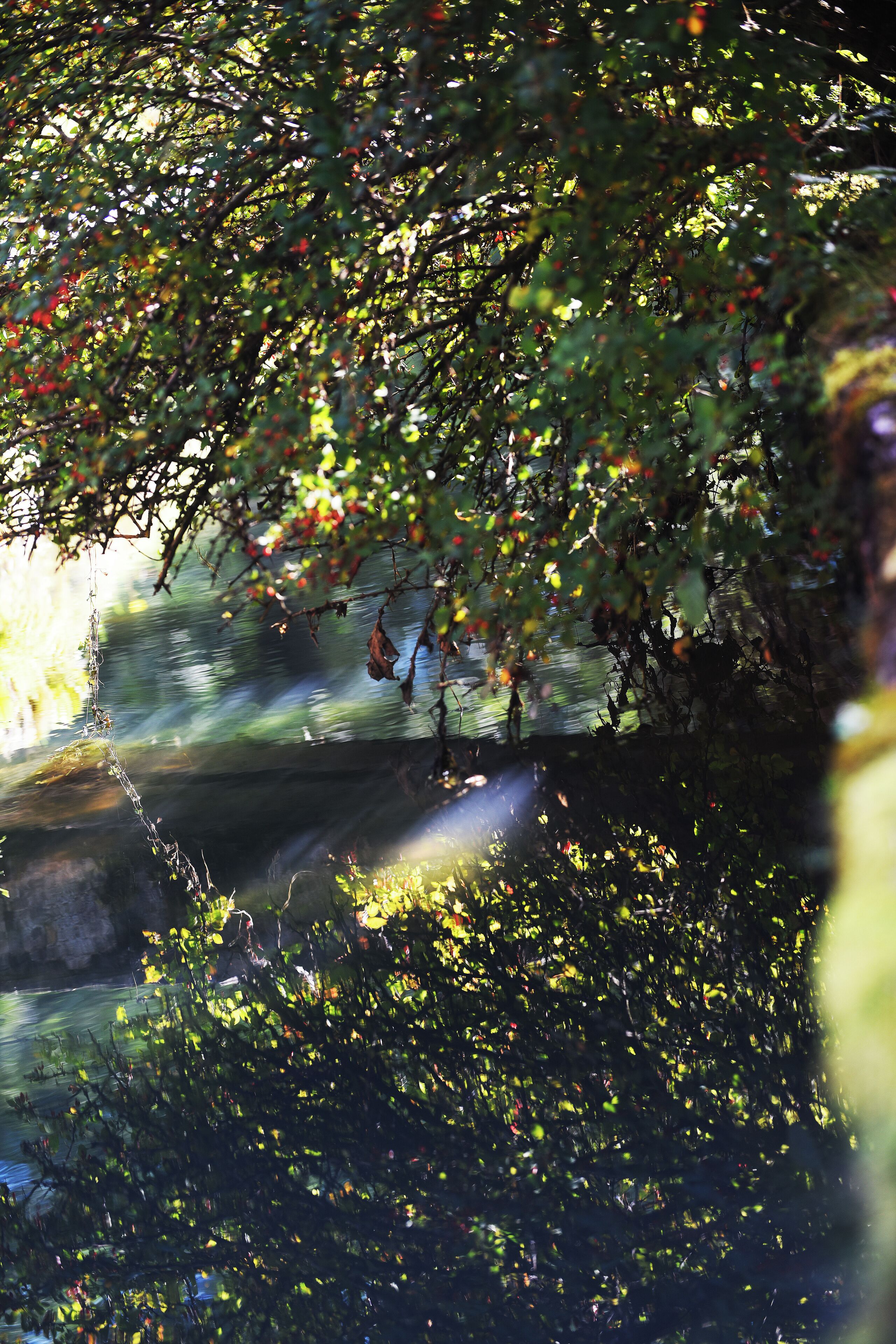 A natural scene with dense foliage and sunlight filtering through.