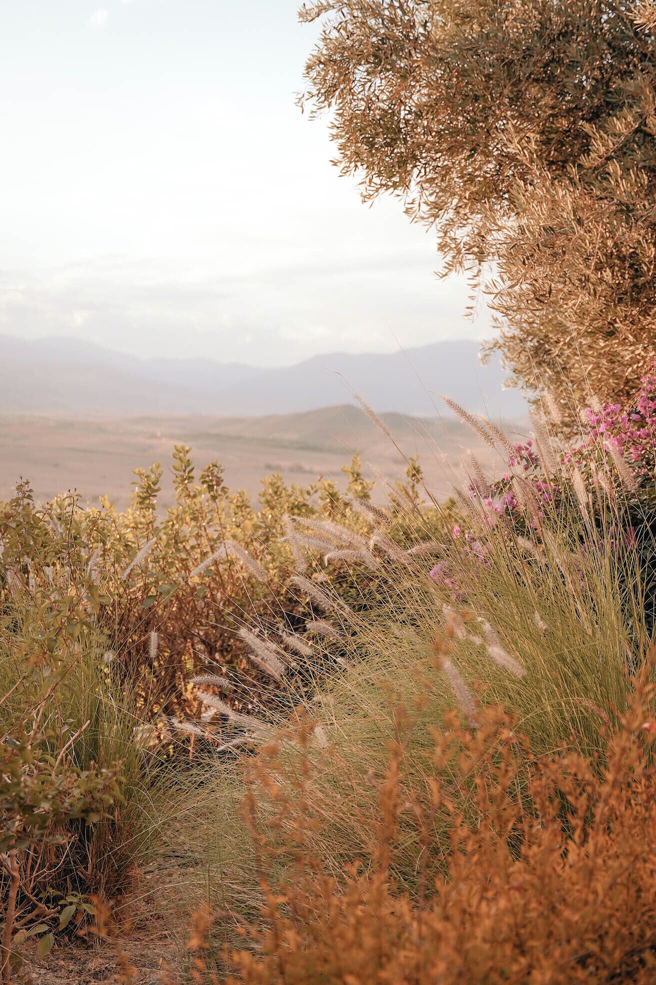 Paisaje natural con pastizales secos y flores silvestres, cielo despejado y montañas a lo lejos.