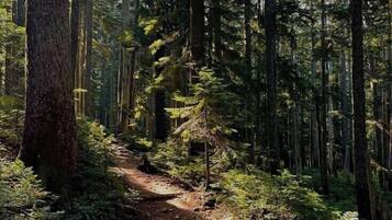 A forest trail with tall trees and ferns.