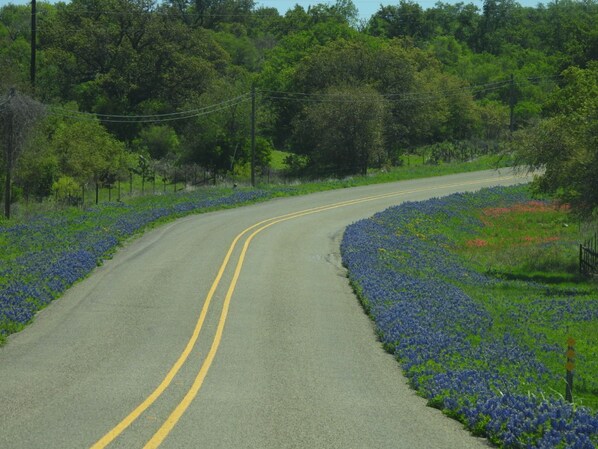 Una carretera sinuosa con líneas divisorias amarillas, rodeada de follaje verde exuberante y flores azules brillantes.